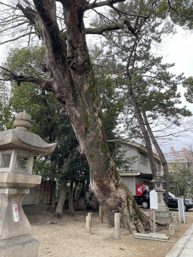 神戸で一番大きな椋(ムク)の木