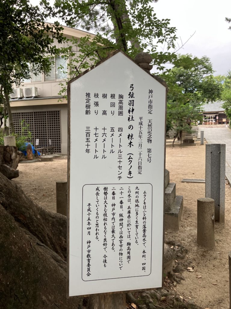 神戸で一番大きな椋(ムク)の木