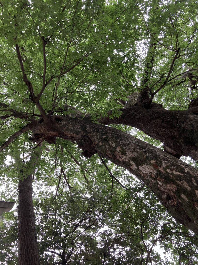 神戸で一番大きな椋(ムク)の木